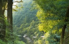 抖音的涨粉周期_抖音粉丝增长周期？缩略图