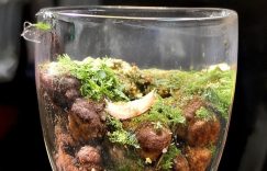 给热门评论能涨粉吗抖音_热门评论增粉抖音？缩略图
