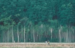 周深抖音直播涨粉_周深抖音直播粉增之谜缩略图