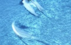 抖音千川推流机制_抖音千川精准投放?缩略图 抖音千川推流机制_抖音千川精准投放?缩略图