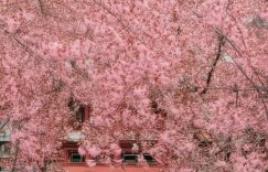 抖音粉丝量怎么赚钱_抖音粉丝变现法缩略图