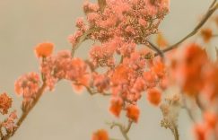 抖音千川投放公司排行_抖音千川投放公司哪家强?缩略图 抖音千川投放公司排行_抖音千川投放公司哪家强?缩略图