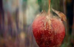 自已发的抖音评论怎么置顶_抖音评论置顶方法缩略图 自已发的抖音评论怎么置顶_抖音评论置顶方法缩略图