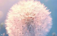 小红书多少粉丝开通蒲公英好_小红书粉丝开通蒲公英优势？缩略图