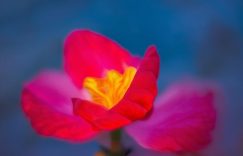 抖音投什么涨粉很快_抖音内容投放策略，快速增粉秘诀缩略图