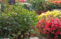 小红书咋样添加粉丝券呢_小红书粉丝券添加方法缩略图