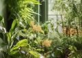 小红书绿植粉丝量最大的_绿植领域粉丝最多的小红书账号是？缩略图
